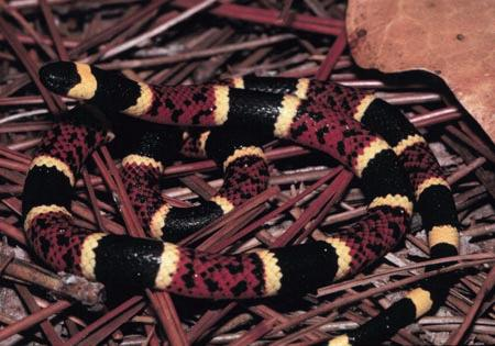 texas coral snake.bmp [416 Kb]